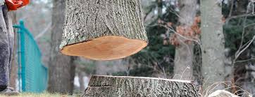  Delavan Lake, WI Tree Services Pros