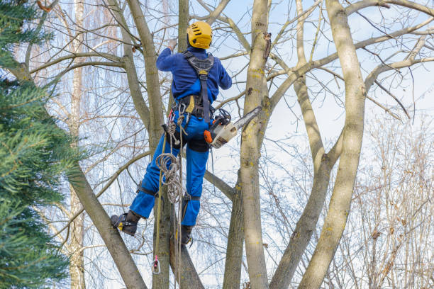 Best Firewood Processing and Delivery  in Delavan Lake, WI