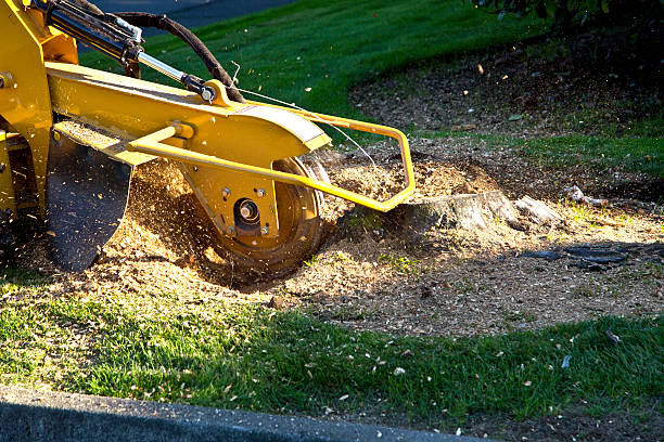 Best Lawn Grading and Leveling  in Delavan Lake, WI